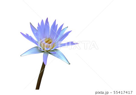 lotus lily flower isolated on white background 55417417