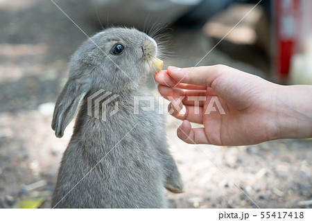 ＜広島＞ うさぎ / うさぎ島 / 大久野島 / 観光地 55417418