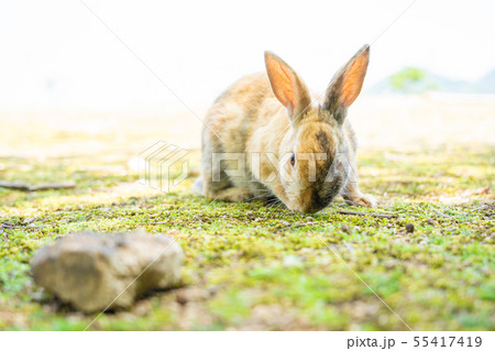 ＜広島＞ うさぎ / うさぎ島 / 大久野島 / 観光地 55417419