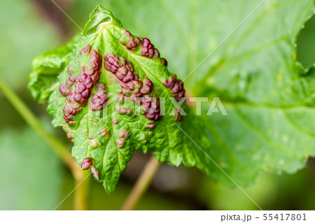 Fresh Gooseberries. Growing on A Branch in the garden Fresh Gooseberries. Growing on A Branch in the garden 55417801
