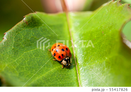 Multicoloured Asian Ladybird - Ladybug Harmonia axyridis walks on a leaf 55417826