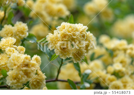 雨に濡れた黄色いモッコウバラの花 雨に濡れた黄色いモッコウバラの花 55418073