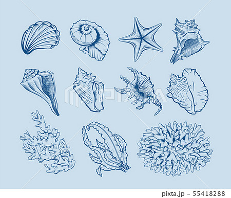 Marine fauna and flora illustrations set Marine fauna and flora illustrations set 55418288