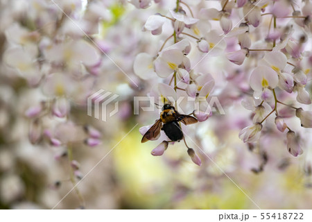 白色の藤の花とクマバチの写真素材