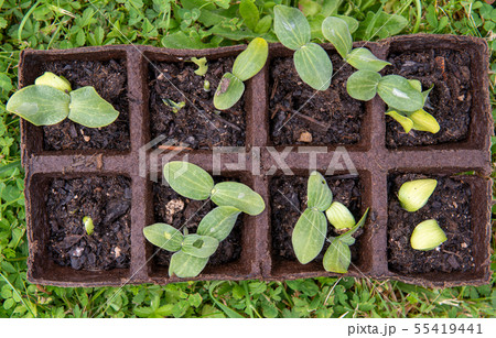 small plant shoots for the garden 55419441