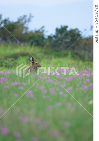 とっても可愛らしいユキウサギ 55419780