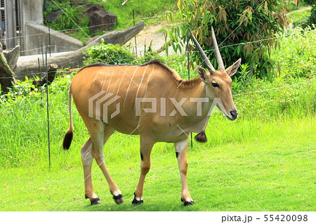 エランド エランド 55420098