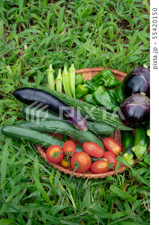 夏野菜の収穫 55420150