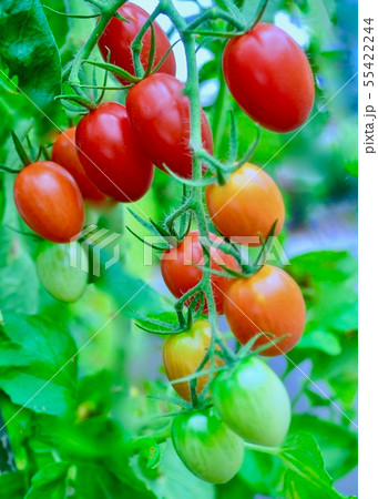　家庭菜園　ミニトマト 55422244