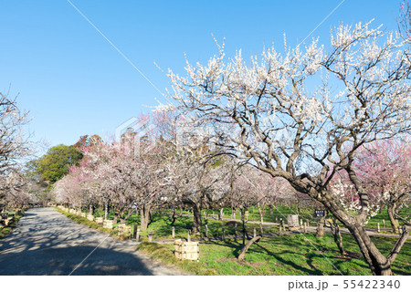 偕楽園 梅林 水戸の梅まつり （茨城県水戸市） 2019年3月 55422340
