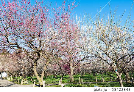 偕楽園 梅林 水戸の梅まつり (茨城県水戸市) 2019年3月 偕楽園 梅林 水戸の梅まつり (茨城県水戸市) 2019年3月 55422343