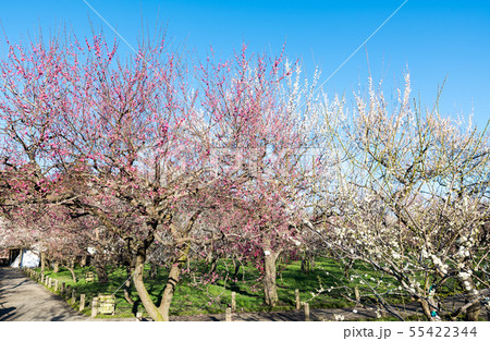 偕楽園 梅林 水戸の梅まつり (茨城県水戸市) 2019年3月 偕楽園 梅林 水戸の梅まつり (茨城県水戸市) 2019年3月 55422344
