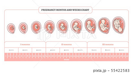 Pregnancy month, weeks and trimesters chart with stages of embryo development. 55422583