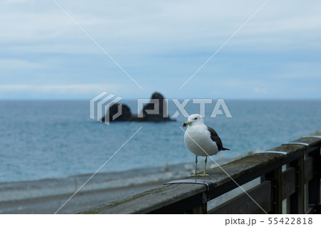 親不知海岸のウミネコ 親不知海岸のウミネコ 55422818