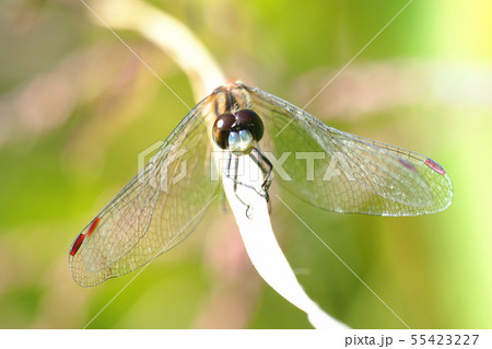 ヒメアカ（オス） 55423227