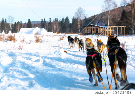 Dog sledding take tourists touch nature. Dog sledding take tourists touch nature. 55423408