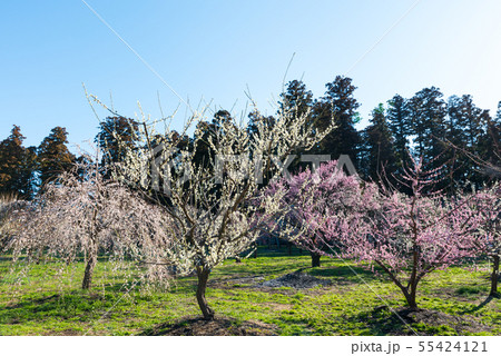 偕楽園 梅林 水戸の梅まつり （茨城県水戸市） 2019年3月 55424121
