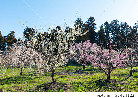 偕楽園 梅林 水戸の梅まつり （茨城県水戸市） 2019年3月 55424122