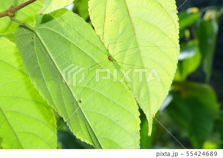 モエギザトウムシ 55424689