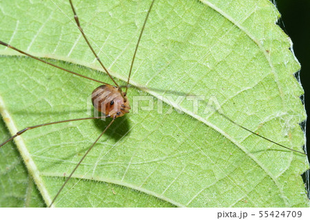 モエギザトウムシ モエギザトウムシ 55424709