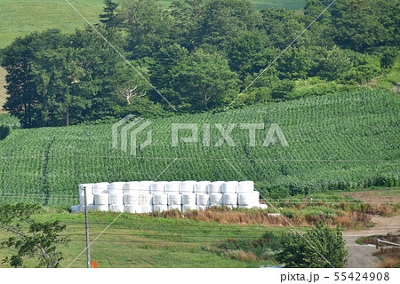 北海道七飯町軍川地区で牧草ロール作りの夏の風景を撮影 55424908
