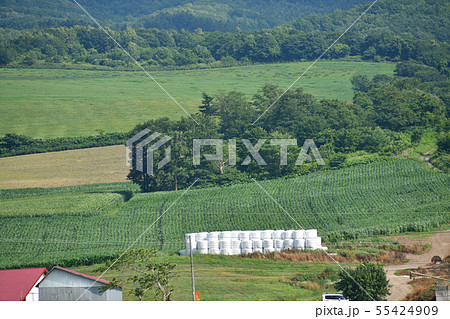北海道七飯町軍川地区で牧草ロール作りの夏の風景を撮影 北海道七飯町軍川地区で牧草ロール作りの夏の風景を撮影 55424909