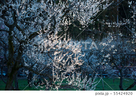 木漏れ日に映える白梅 (茨城県水戸市 偕楽園) 2019年3月 木漏れ日に映える白梅 (茨城県水戸市 偕楽園) 2019年3月 55424920
