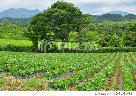 北海道厚沢部町鶉地区でサツマイモ畑の夏の風景を撮影 55424943