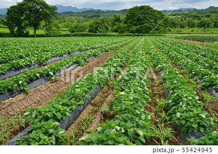 北海道厚沢部町鶉地区でサツマイモ畑の夏の風景を撮影 55424945