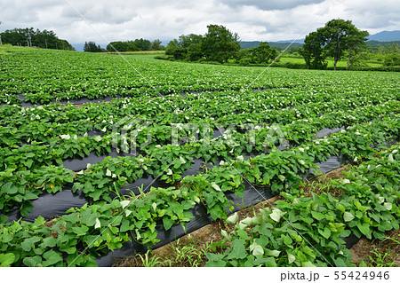 北海道厚沢部町鶉地区でサツマイモ畑の夏の風景を撮影 55424946