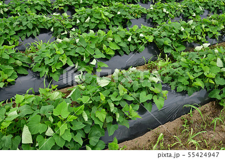 北海道厚沢部町鶉地区でサツマイモ畑の夏の風景を撮影 55424947
