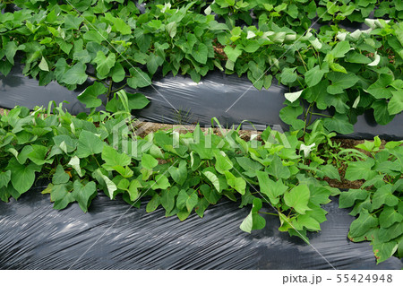 北海道厚沢部町鶉地区でサツマイモ畑の夏の風景を撮影 55424948