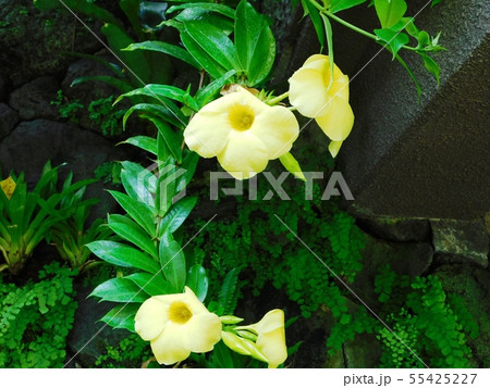 常盤公園の熱帯植物園にあるオオバナアリアケカズラの花 55425227