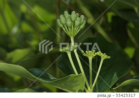 自然 植物 カクレミノ 枝先に一から数個の散形花序をつけますの写真素材