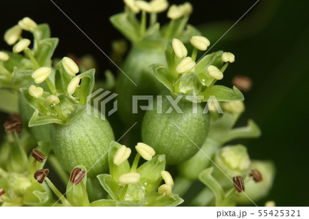 自然 植物 カクレミノ 真夏に咲く花 花は両性花と雄花で子房の大きいこちらは両性花の写真素材