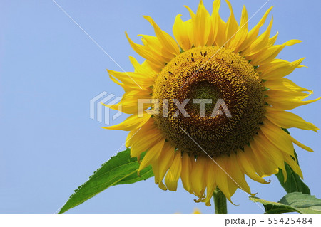 7月　野木町15野木ひまわり畑 55425484