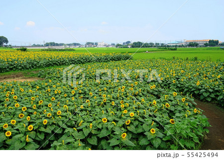 7月 野木町05野木ひまわり畑の写真素材