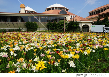 7月　深谷43百合の群生地･ｸﾞﾘｰﾝﾊﾟｰｸﾊﾟﾃｨｵ・ﾌﾗﾜｰ園 55425502