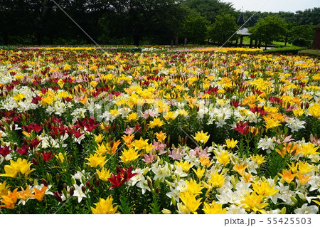 7月　深谷42百合の群生地･ｸﾞﾘｰﾝﾊﾟｰｸﾊﾟﾃｨｵ・ﾌﾗﾜｰ園 55425503