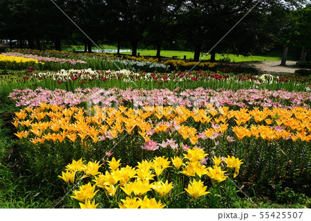 7月　深谷40百合の群生地･ｸﾞﾘｰﾝﾊﾟｰｸﾊﾟﾃｨｵ・ﾌﾗﾜｰ園 55425507