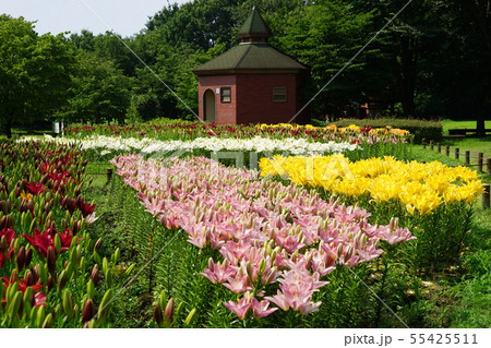 7月　深谷38百合の群生地･ｸﾞﾘｰﾝﾊﾟｰｸﾊﾟﾃｨｵ・ﾌﾗﾜｰ園 55425511
