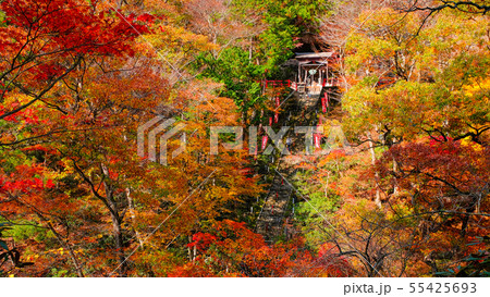 山本不動尊 （秋） 55425693