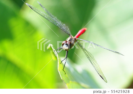 ヒメアカネ（オス） 55425928