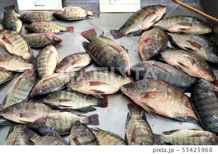 fresh fish in the market 55425968