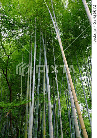 修善寺その25 修善寺その25 55426072