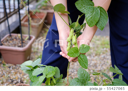 家庭菜園の枝豆 プランター 収穫 女性の写真素材