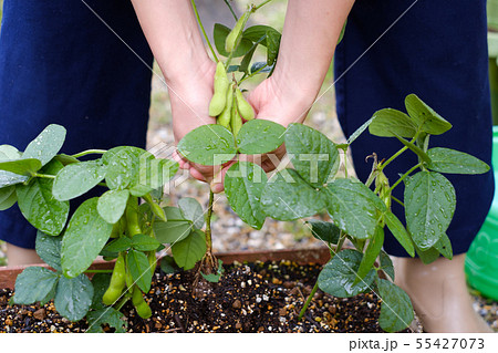 家庭菜園の枝豆 プランター 収穫 女性の写真素材