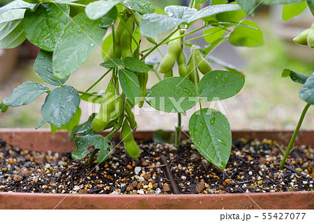 家庭菜園の枝豆 プランター 収穫の写真素材
