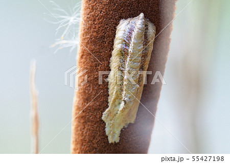 ガマの穂にチョウセンカマキリの卵 55427198