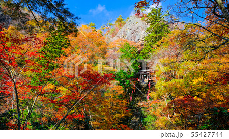 山本不動尊 （秋） 55427744